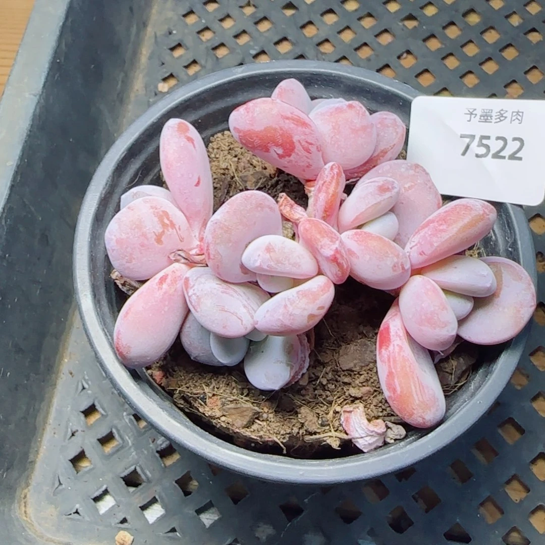 粉兔群，7522多肉植物