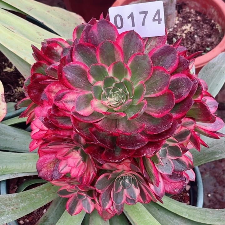 淡****舞黑膜锦多肉寄养不包邮