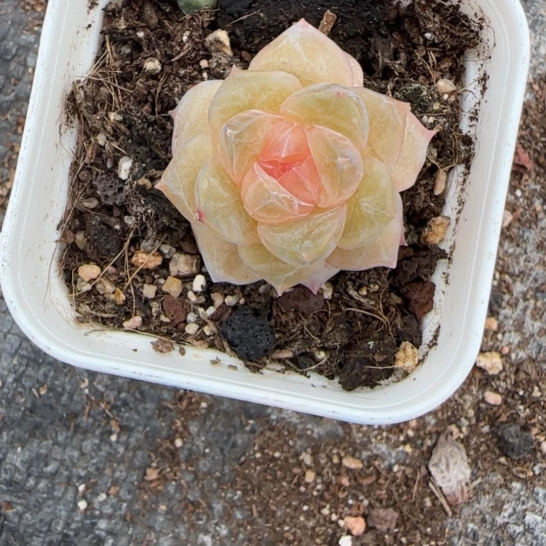 小卡拉米糖心一物一拍