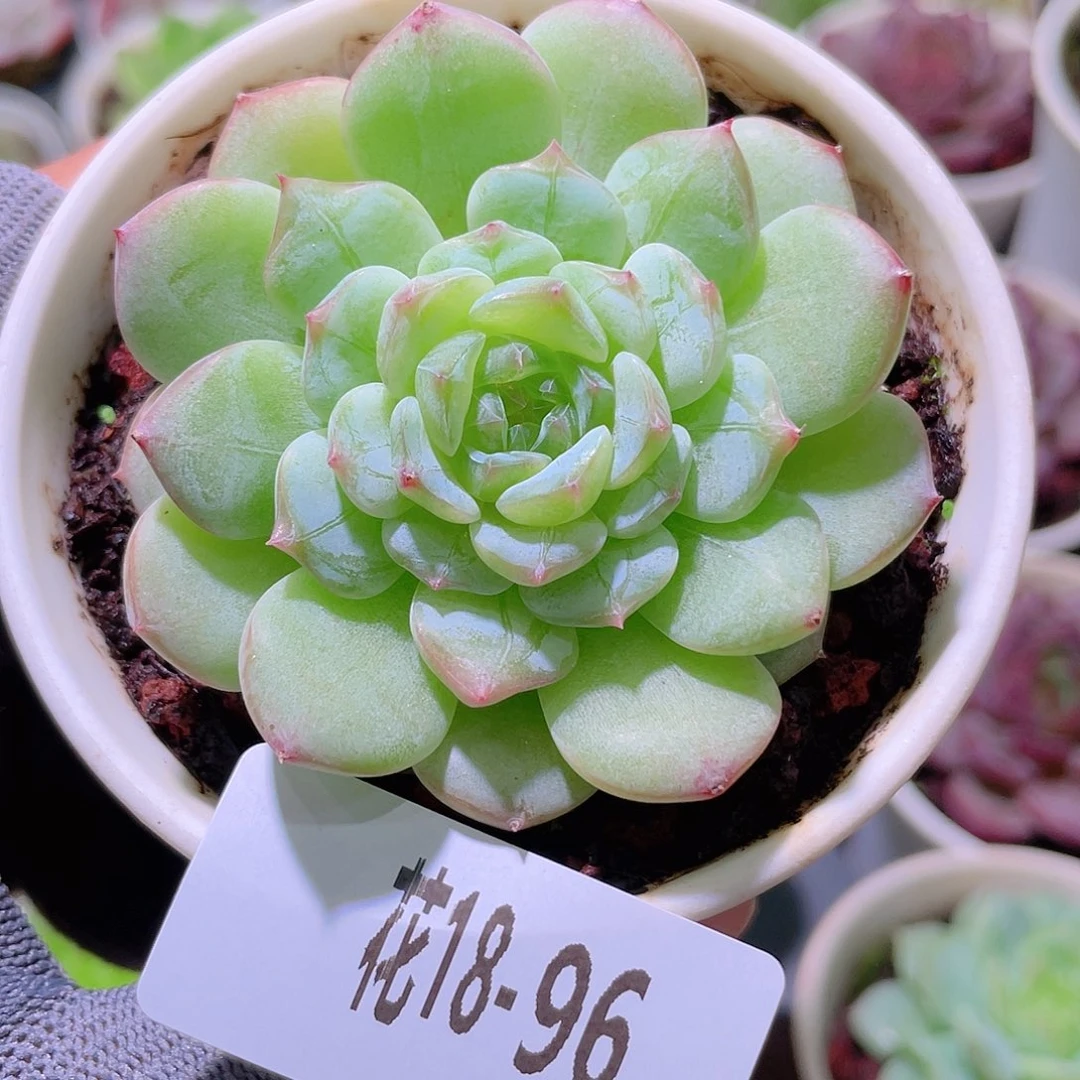 花利美18-96琴心