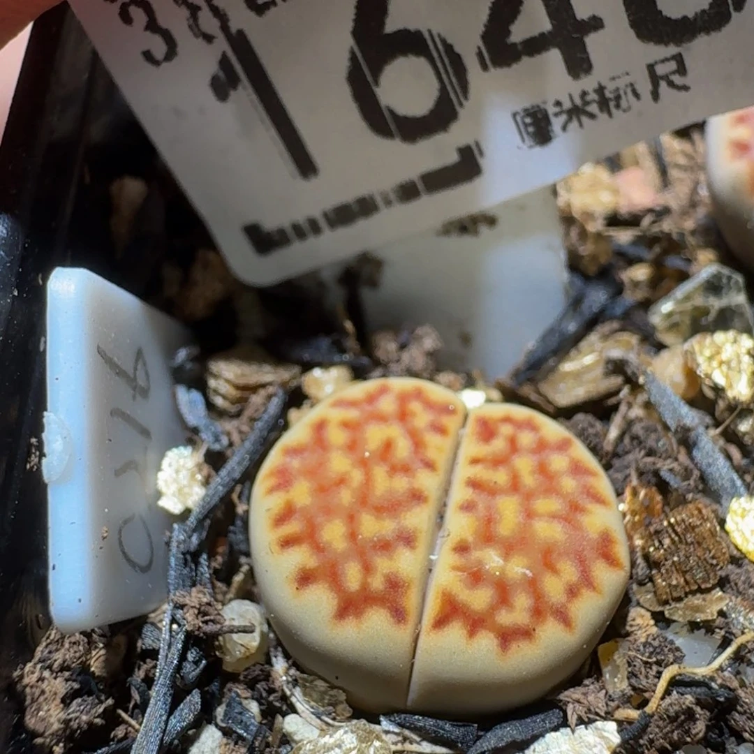 Ssss精品生石花1648