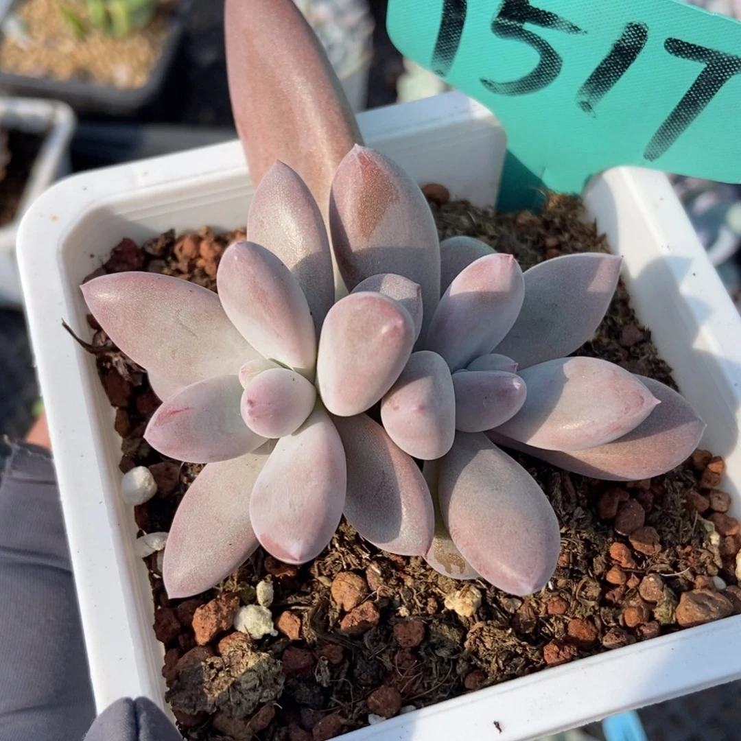 1517哥特多肉植物多肉