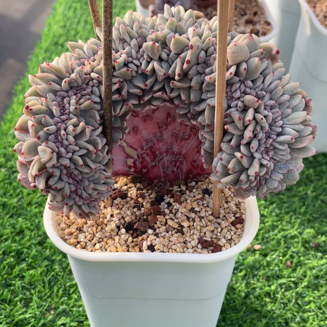 星影锦缀化 多肉植物