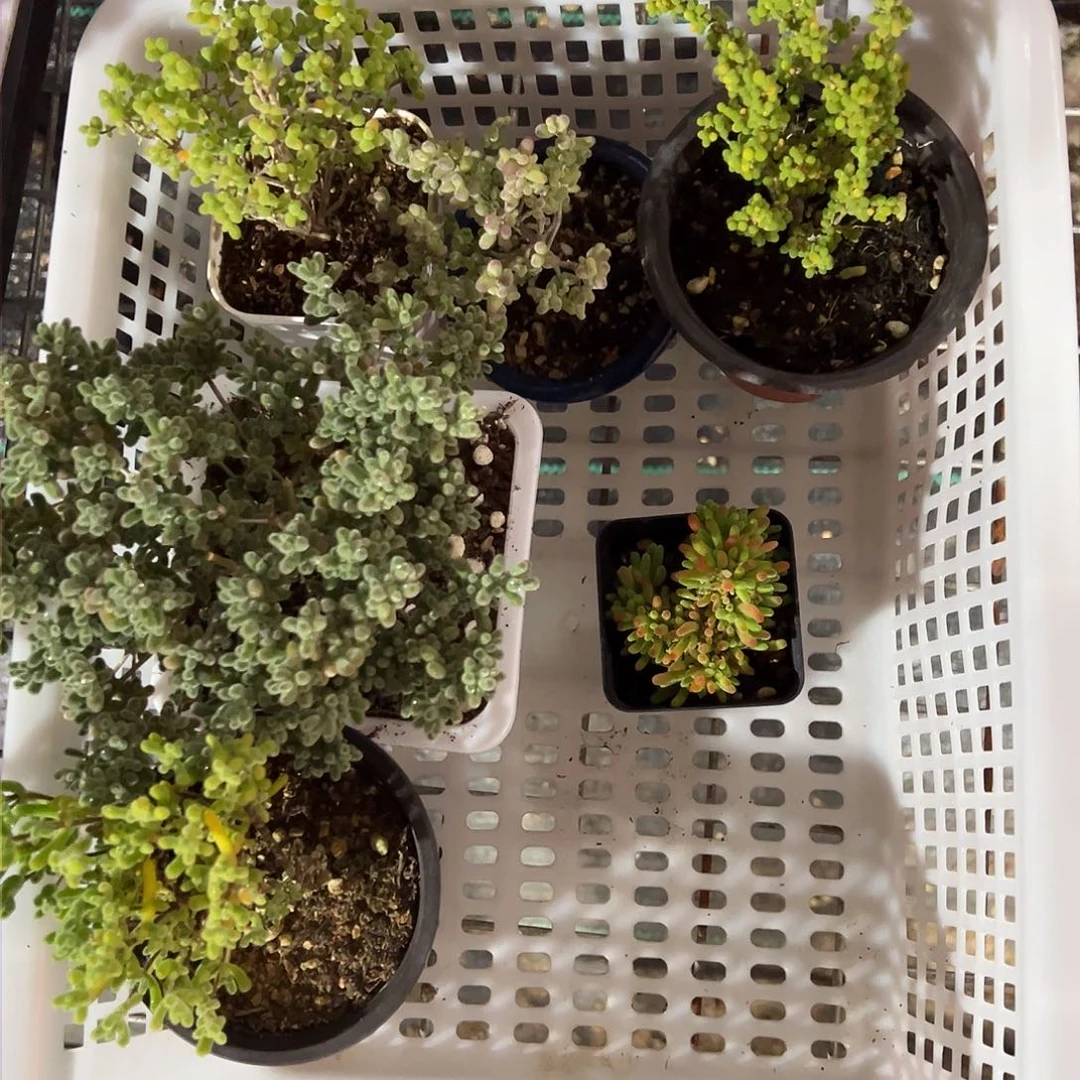 1503套餐精品推荐老桩