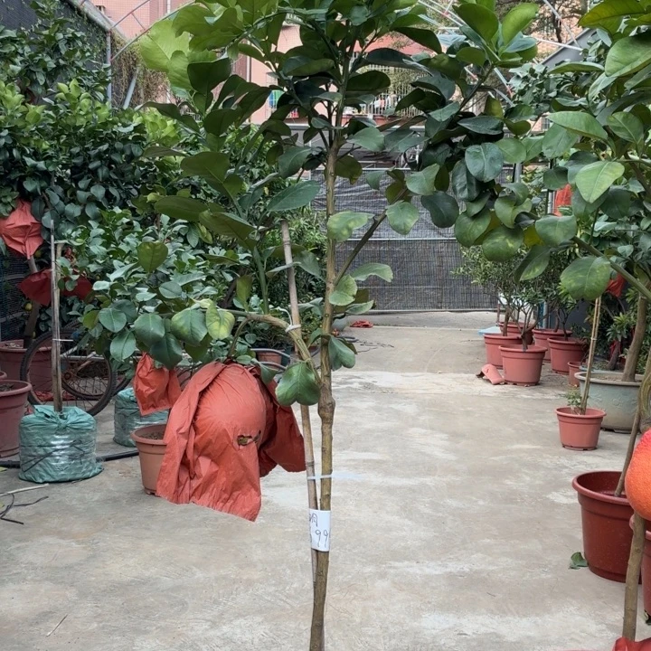 明***.完全开放一物一拍