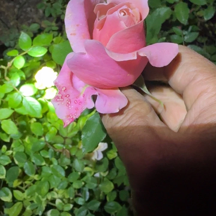 无花朵拉拉队裸根