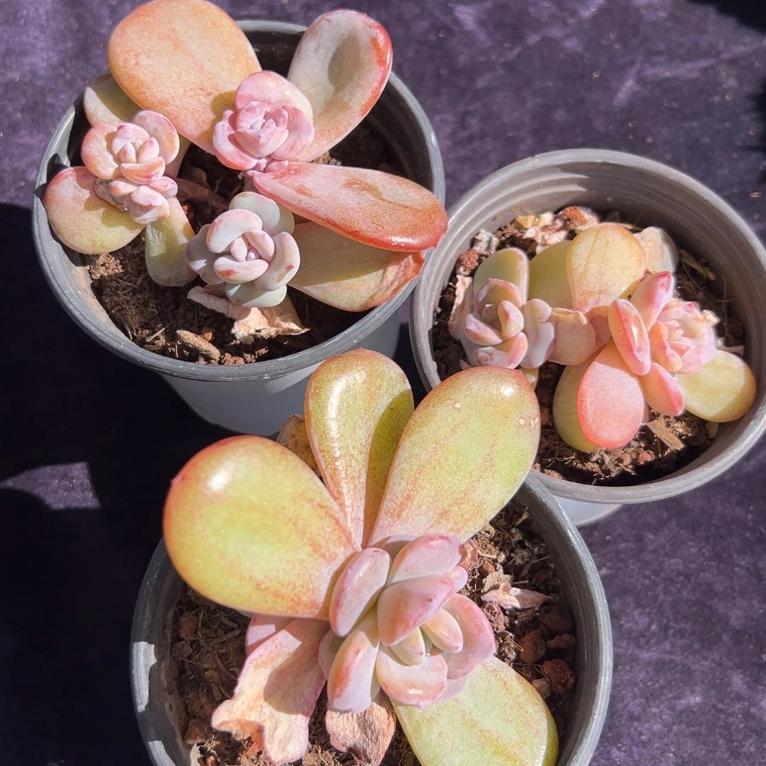 新年快乐 奶茶三个 新年快乐