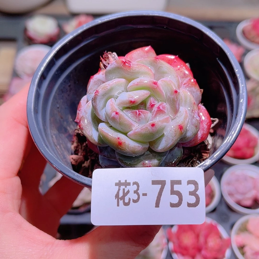 花利美3-753橙梦露