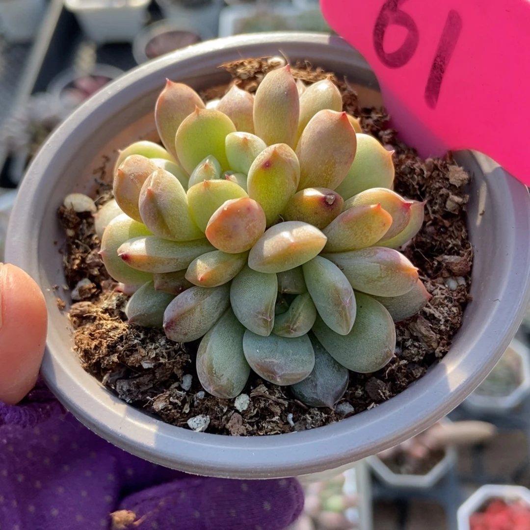 61红恋多肉植物多肉