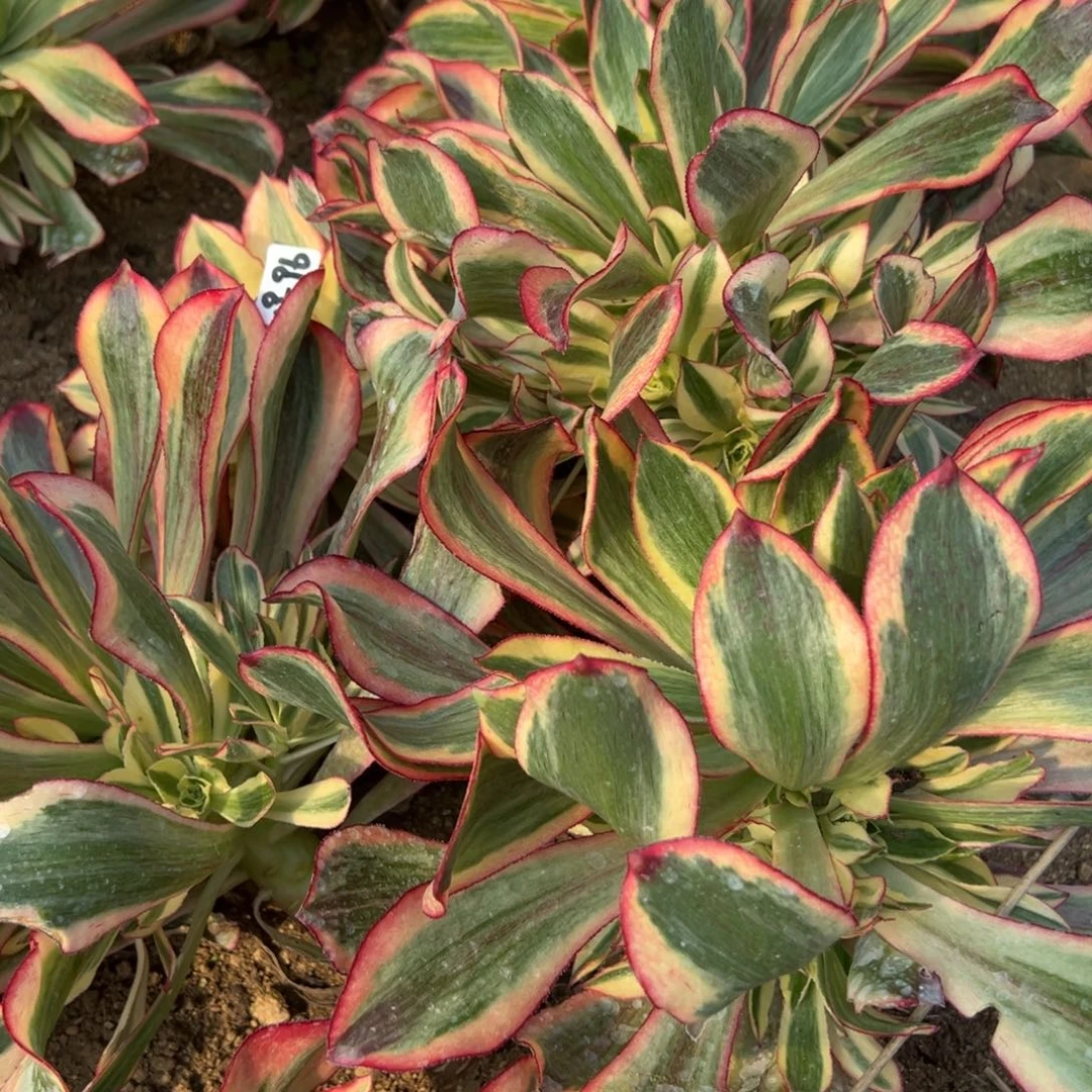 96魅影多肉植物48一颗