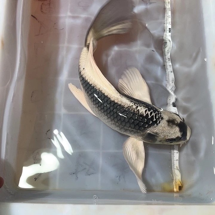 蝴蝶鲤鱼渔场直发79