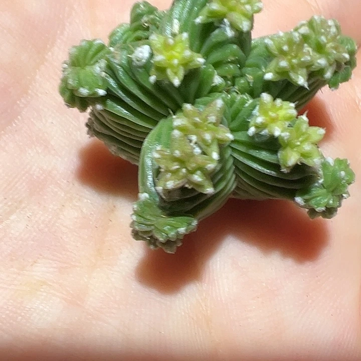 五星花笼落地有根
