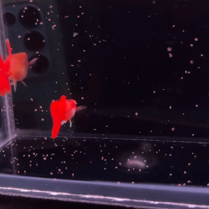 孔雀鱼折扇白子球1对