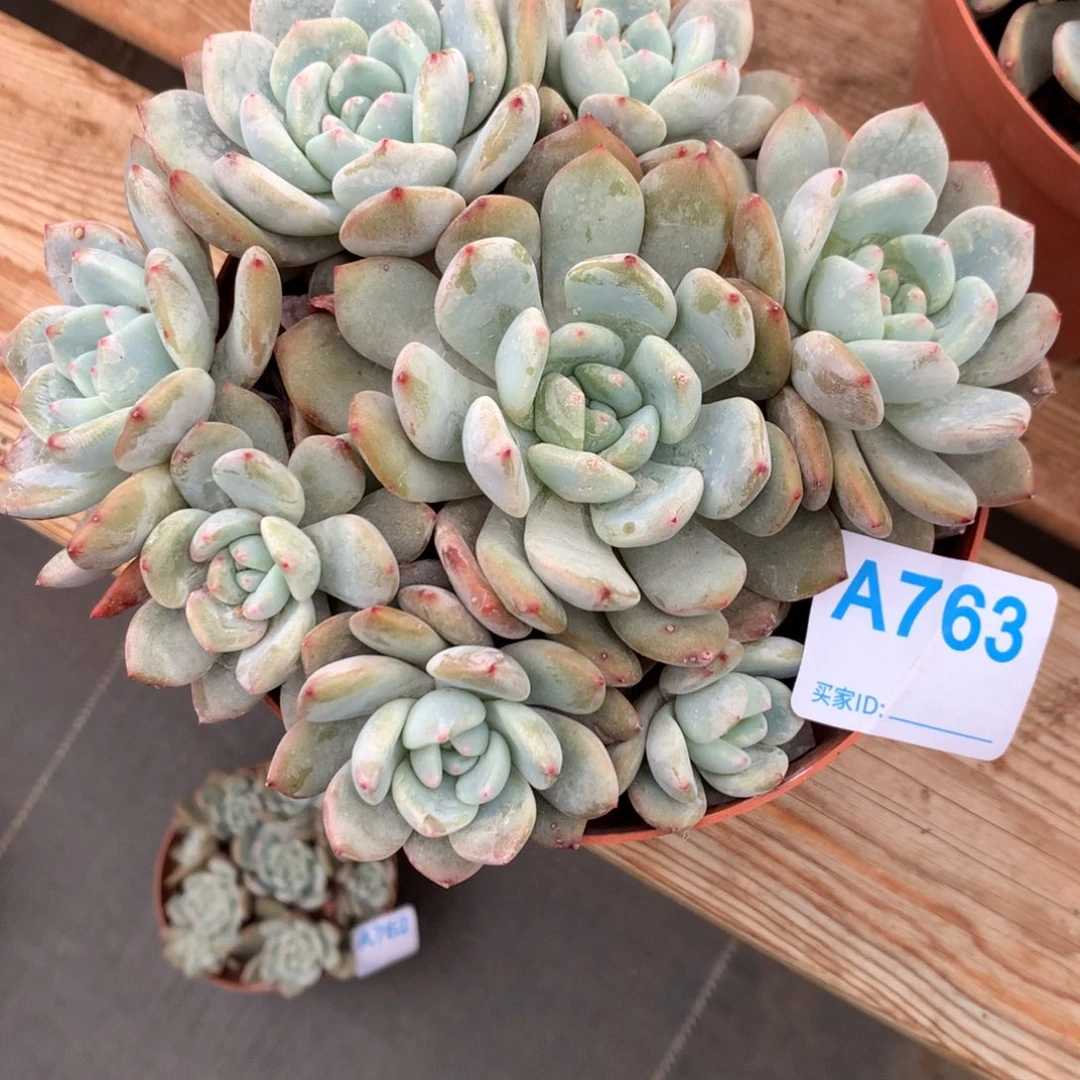 行***。A763售后范围：签收起7天内，录开箱视频