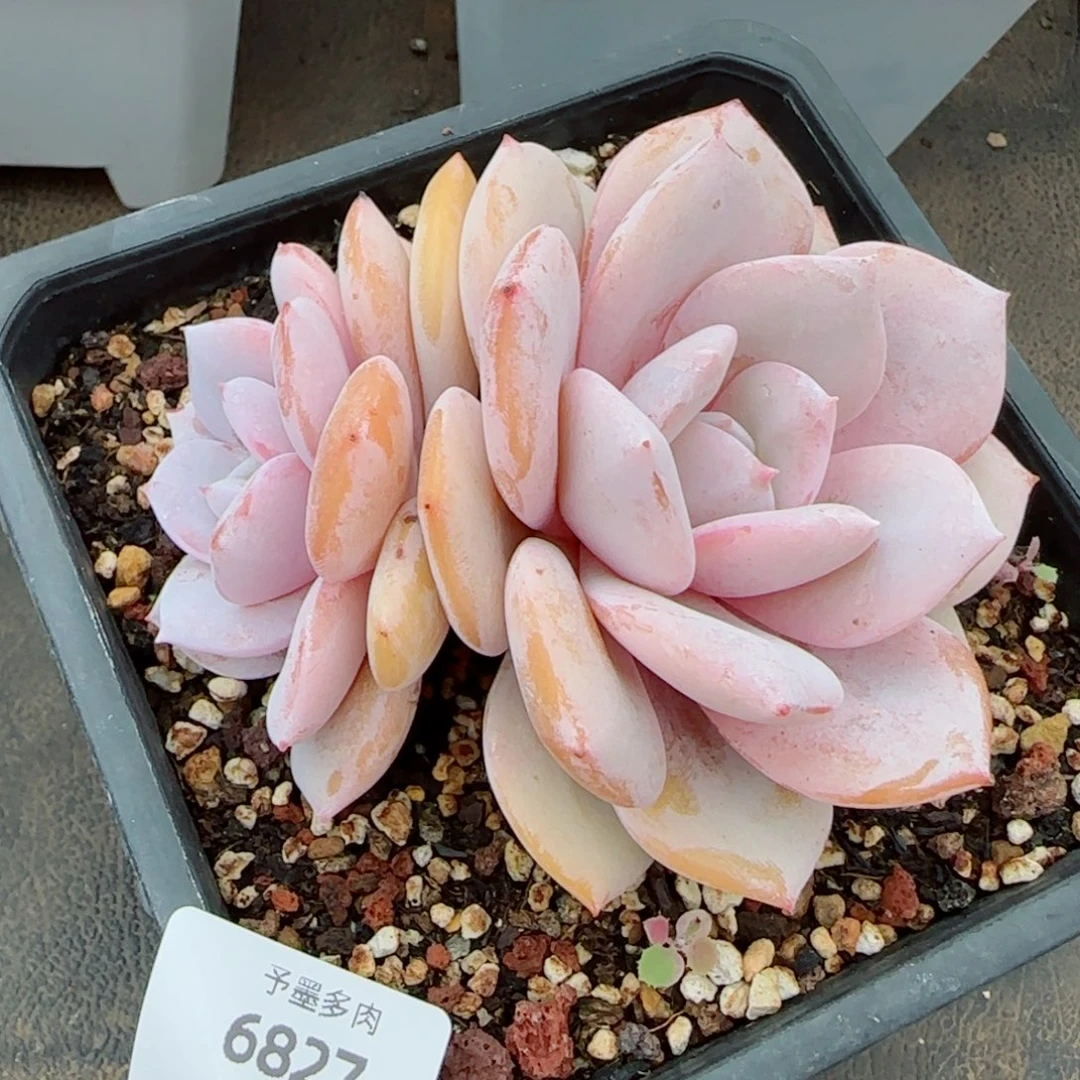 粗桩奶茶，6827多肉植物
