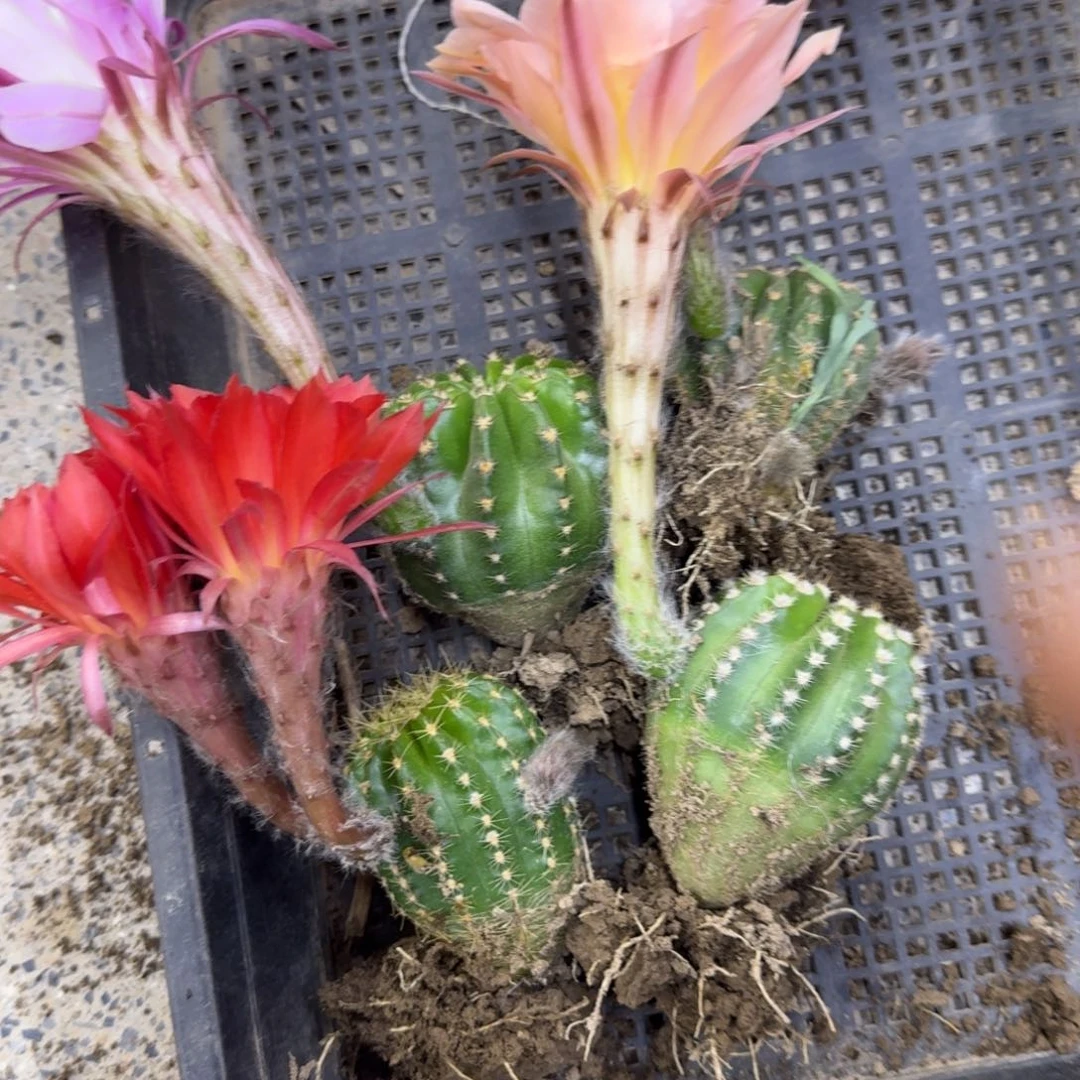 45新品彩草根脱土掰花发货一筐，20包邮