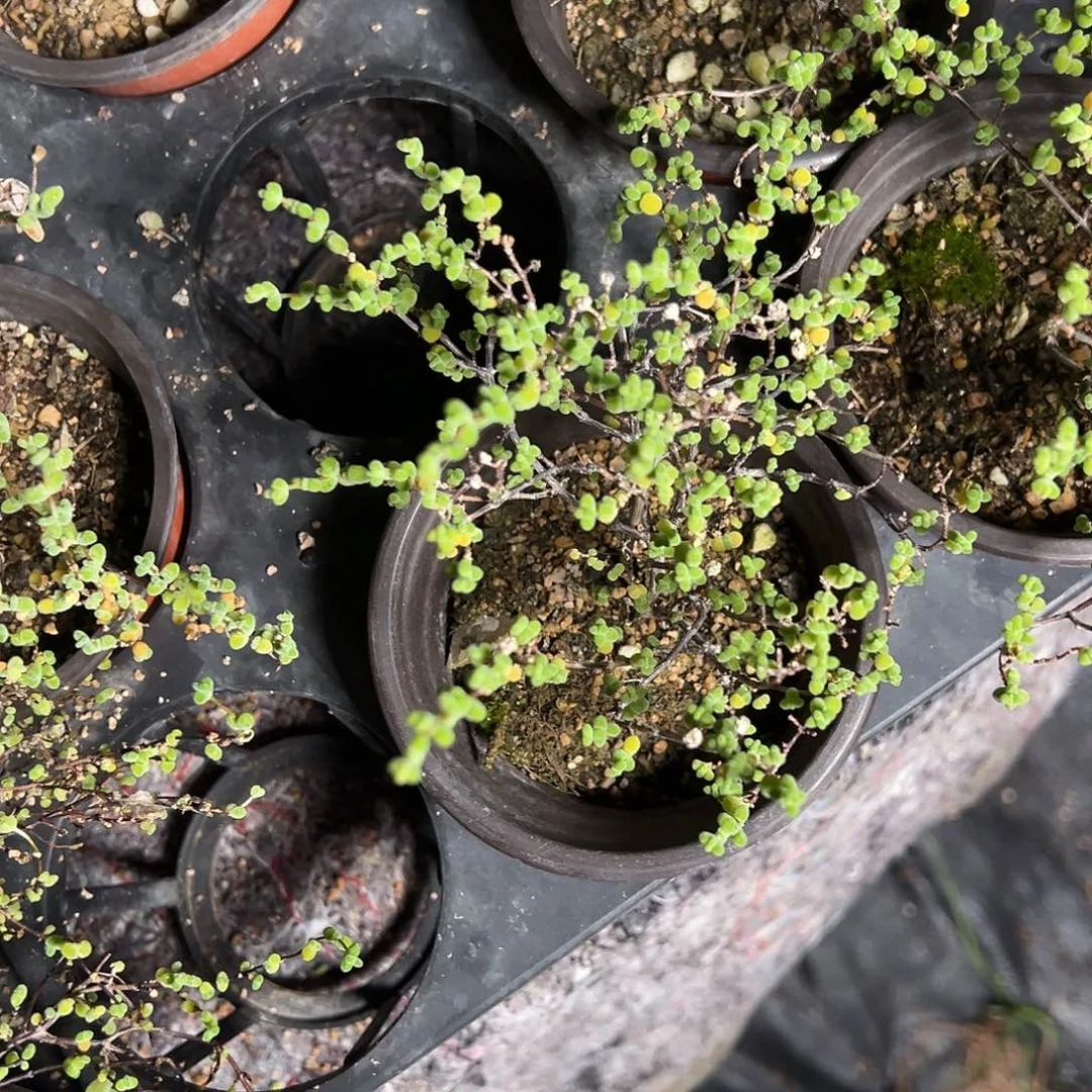 莱斯90杯老桩福利