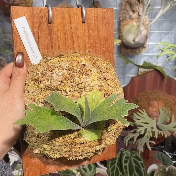 完全开放骨刺鹿角蕨