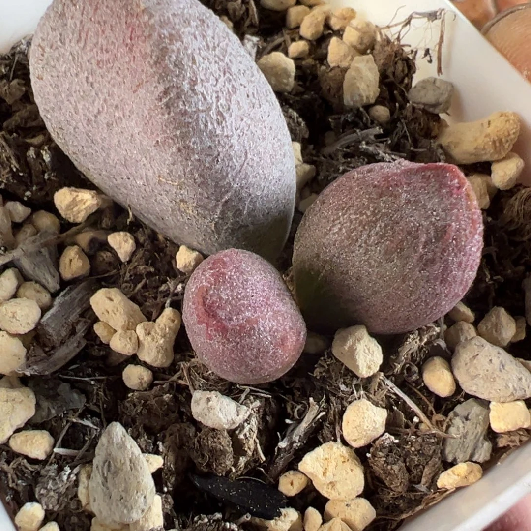 甜心水泡多肉植物水泡