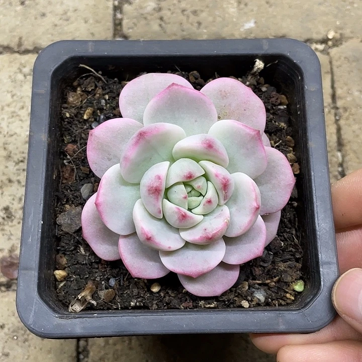 香草锦一物一拍锦龙