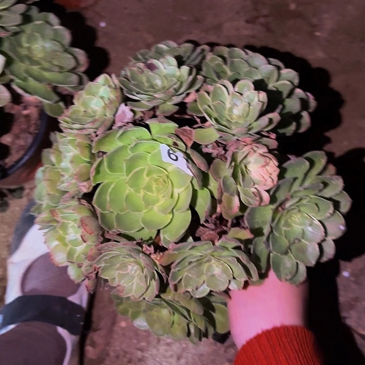611莲花多肉植物不售后