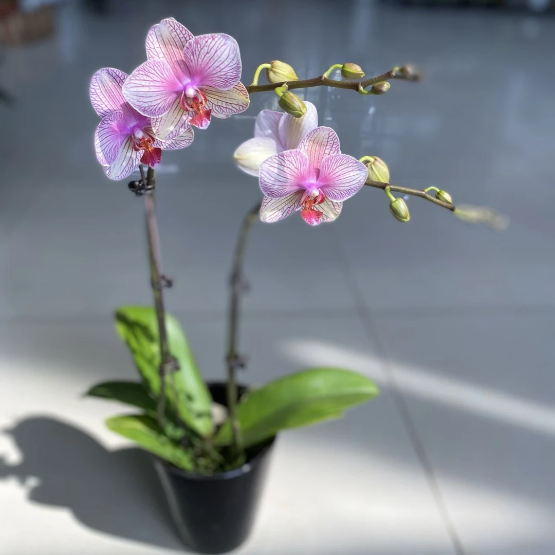 星选 【粉水晶】3.0 寸中花型蝴蝶兰精品苗