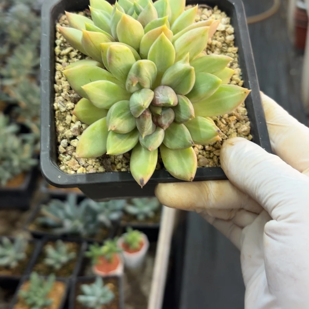 多肉植物红象牙白拉丝双头