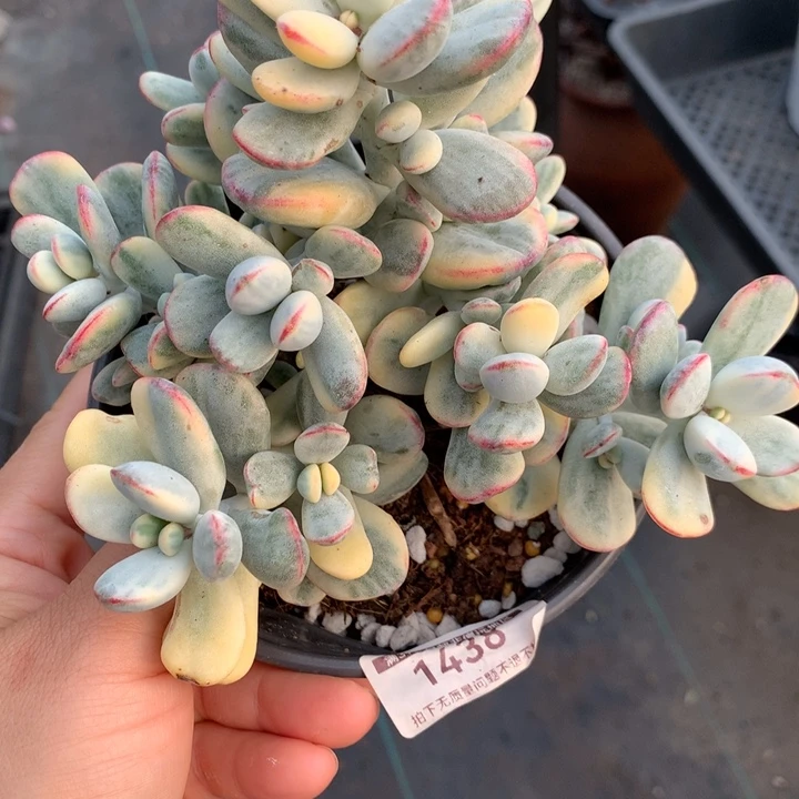 无花朵乒乓福娘锦1438