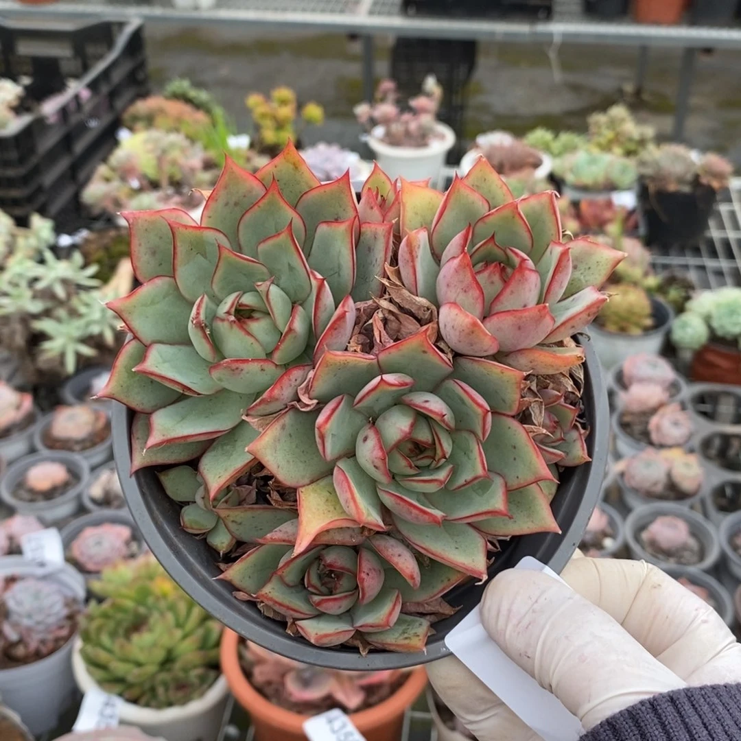 4533宝莲灯一物一拍