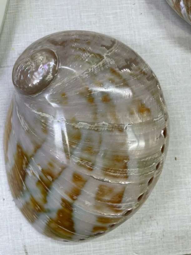 鱼缸造景贝壳摆件