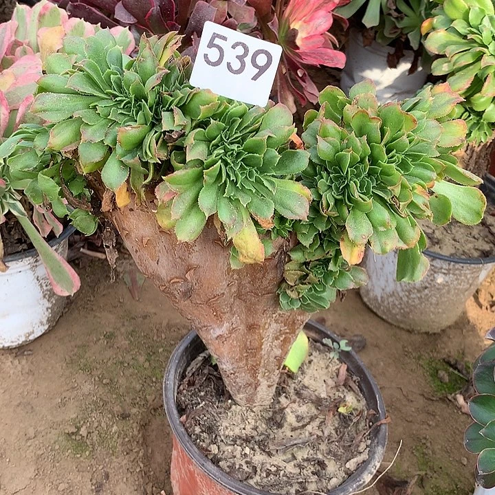 无花朵539香炉盘缀满