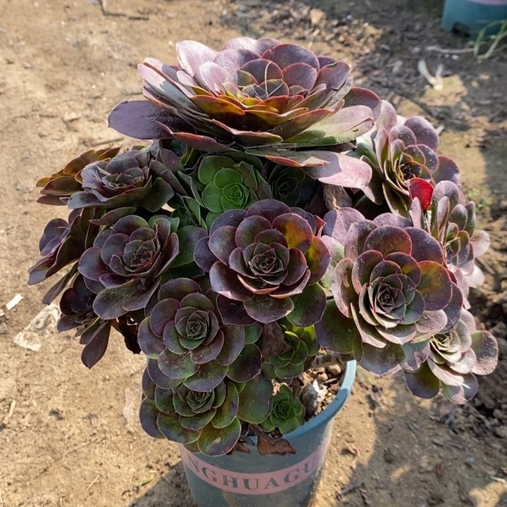 魅金玫瑰多肉植物100