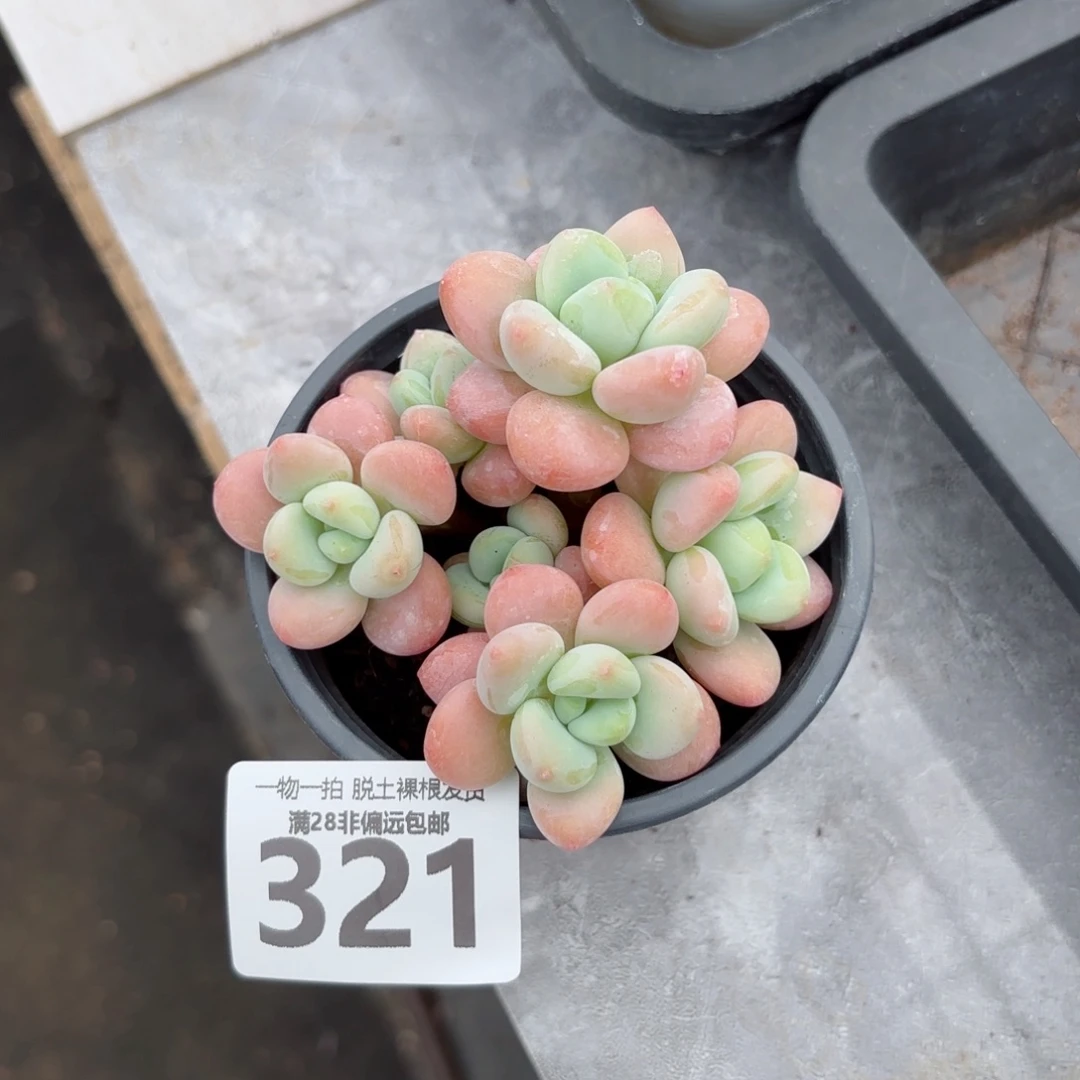 橘子洛神老桩无盆土发货
