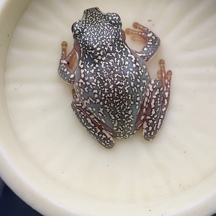 老爷树蛙1号顶级暴雪蓝