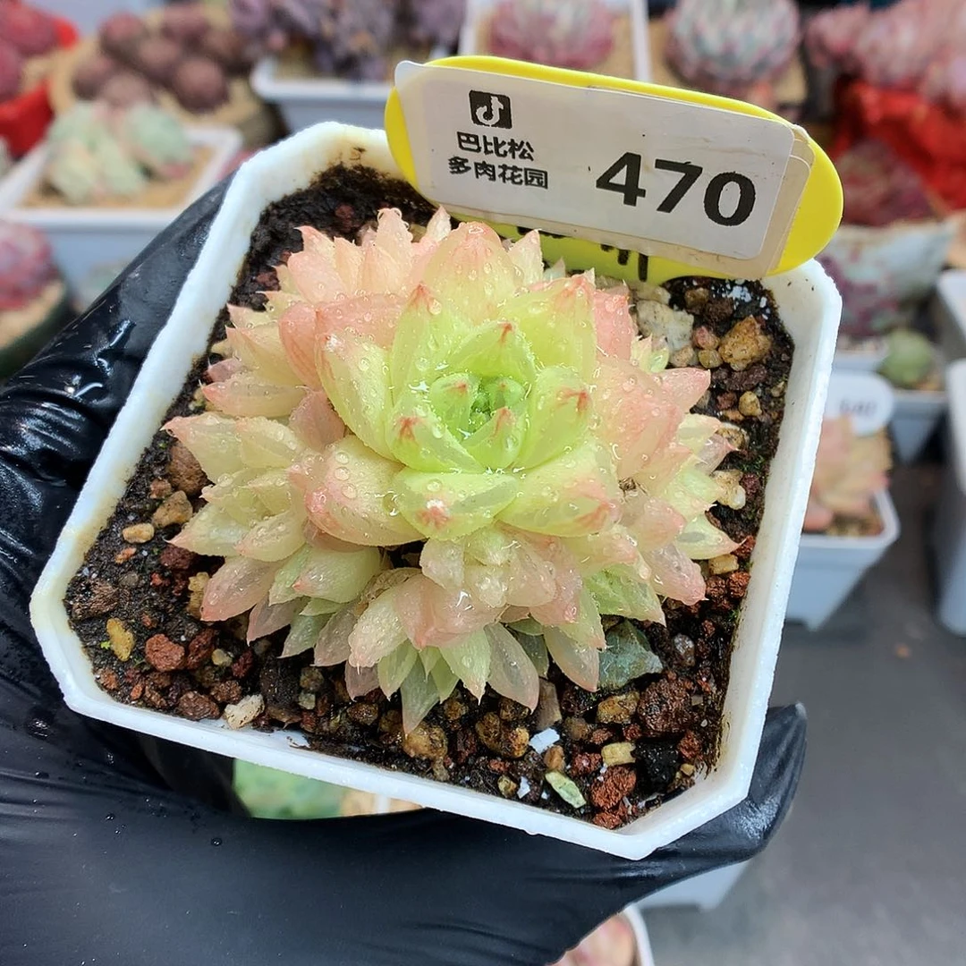 阿**妤470 罗西亚多肉多肉