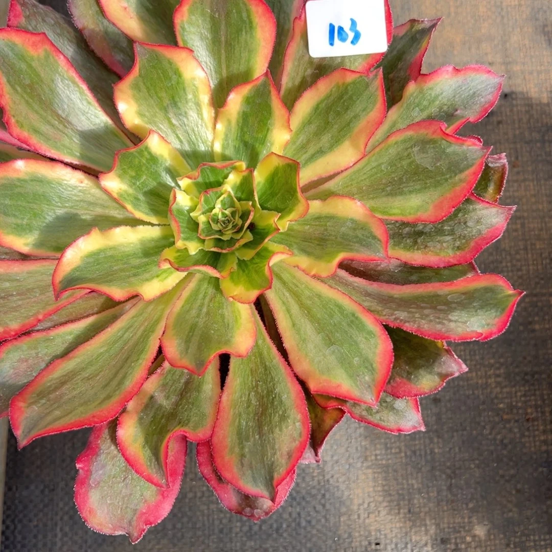 103魅影多肉多肉多肉多肉