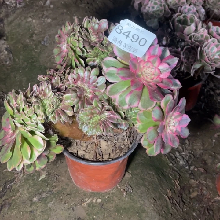 8490荔枝的人多肉的