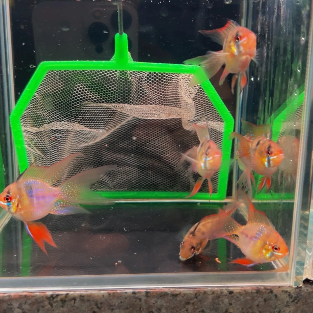 短鲷鱼荷兰凤凰一对