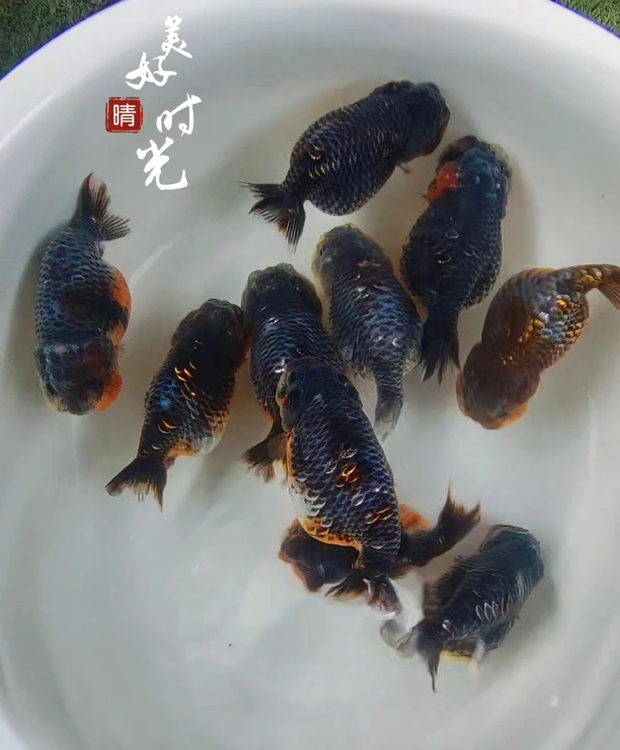 精品兰寿观赏鱼包装快递