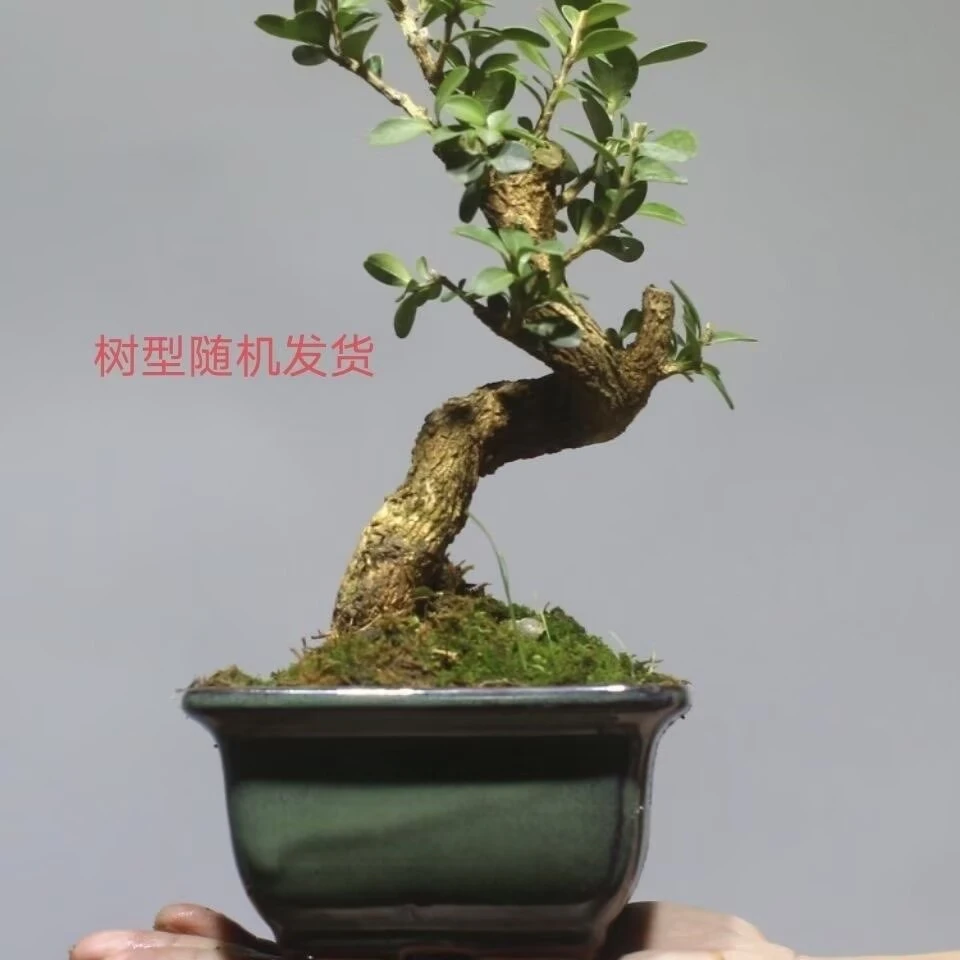 黄杨盆景老桩适合室内外桌面茶桌摆放的绿植直播一物一拍