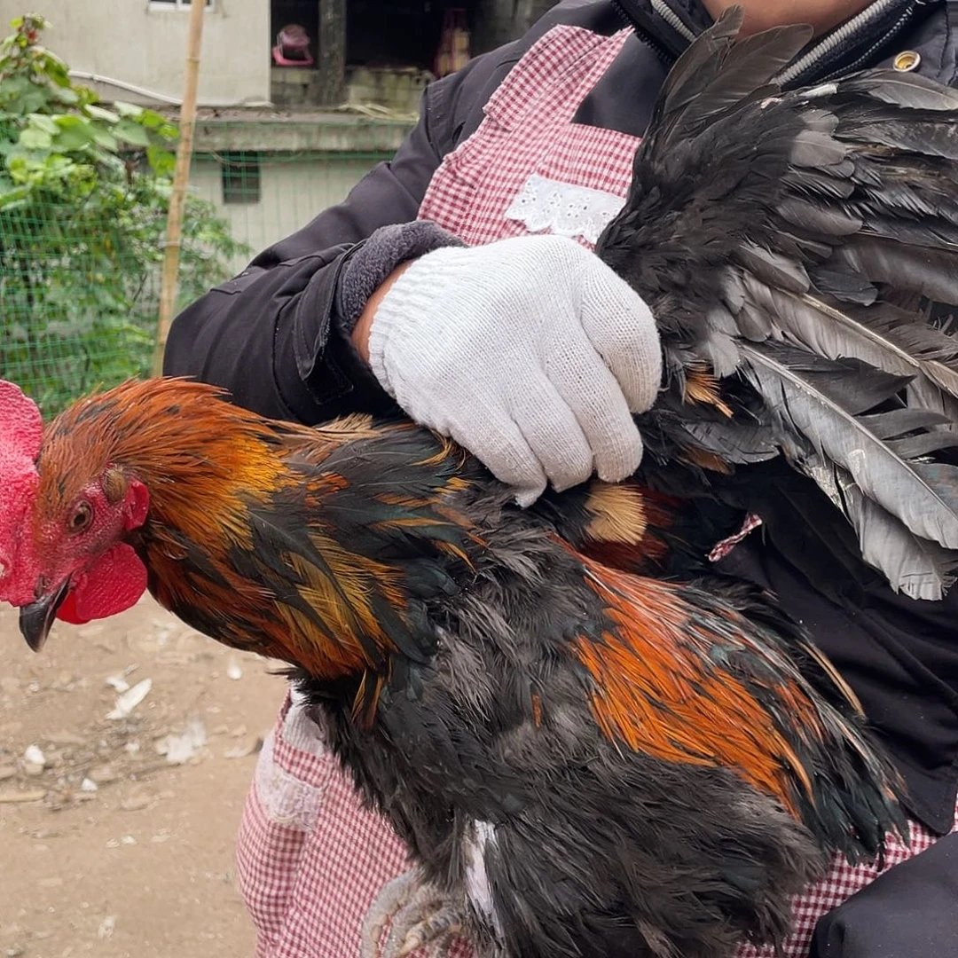 211111111中国大陆包装126号