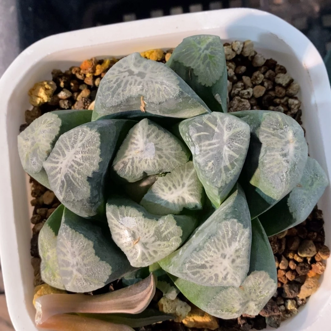 十二卷一颗实生超级万象 特价