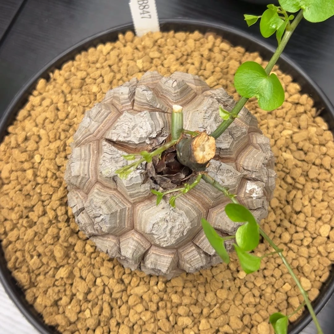 精品盆栽养定的龟甲龙847号