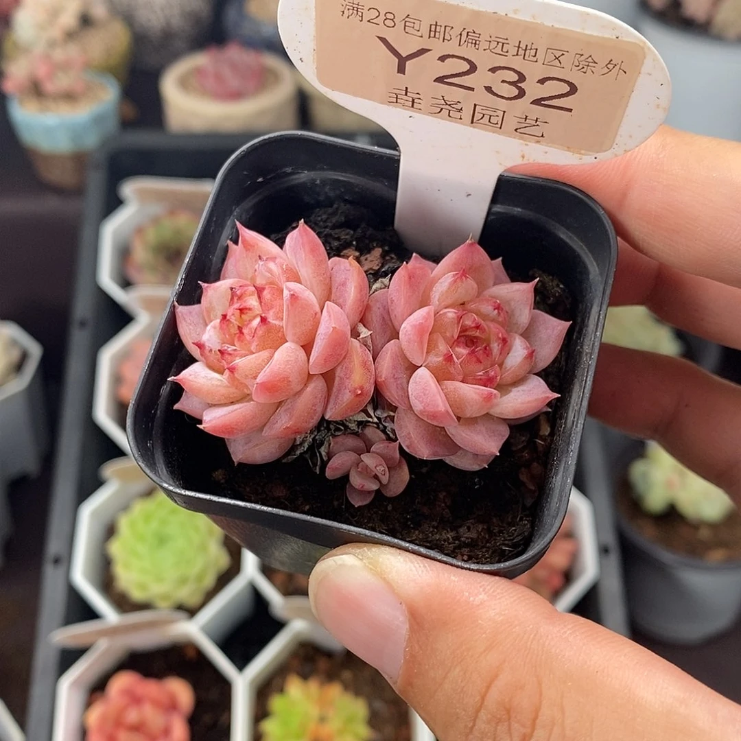 0232 天鹅绒 5cm