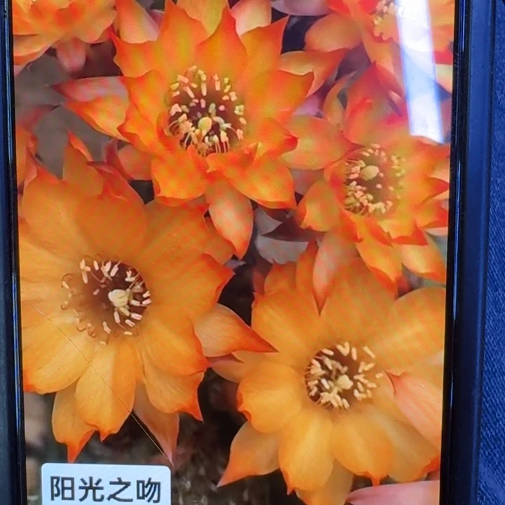 59白檀阳光之吻歪3个无根侧牙，20包邮