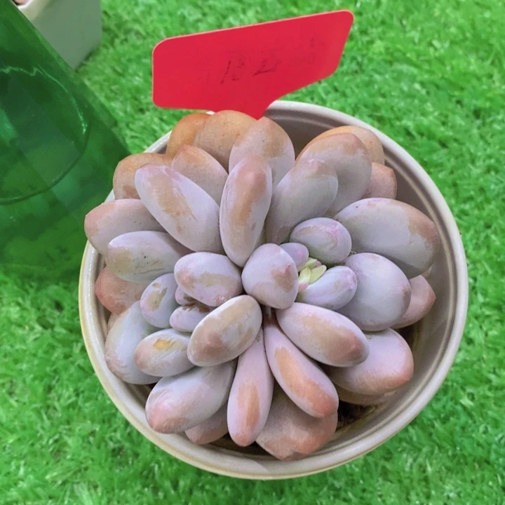 开心多肉，多肉植物