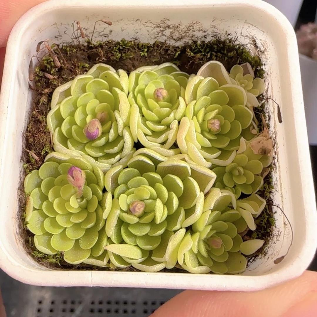 多肉0104-179捕虫堇