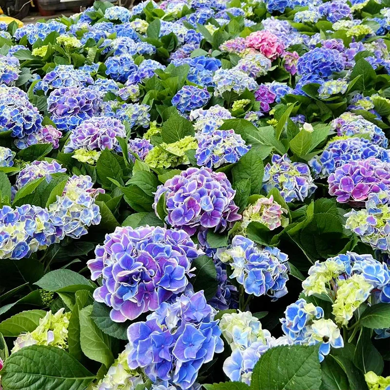 甜心绣球 阳台庭院耐寒耐热老桩可地栽绣球花盆栽新手好养护