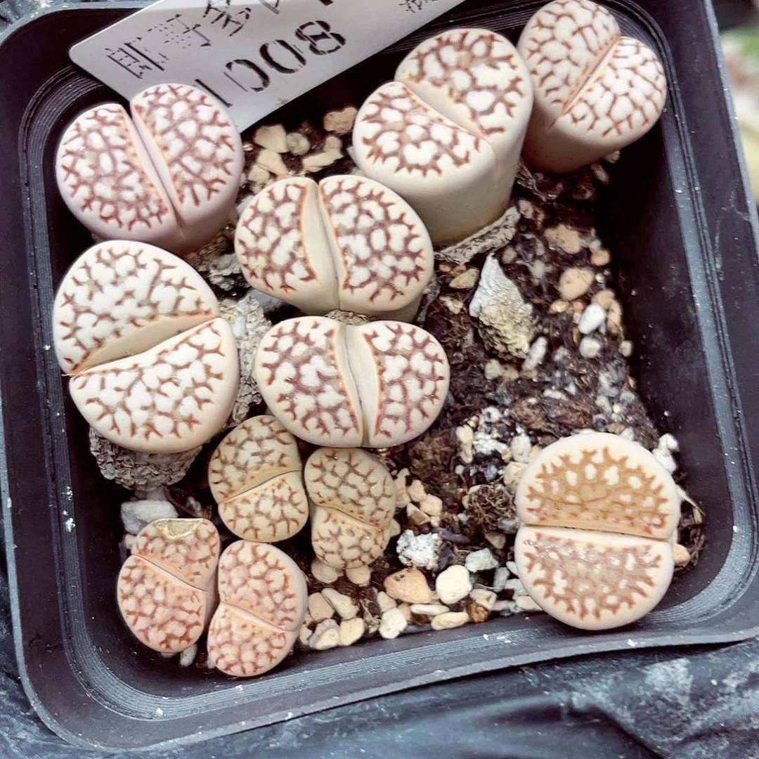 生石花满18包邮1008-417