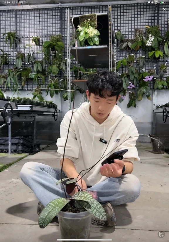 西蕾莉高芽盲盒 无花牌 18口径 苗株 鲜花绿植